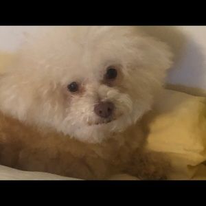 Meet your Posher, Julie